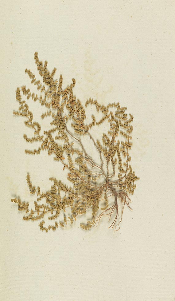 Gottfried Gärtner - Herbarium. 4 Kassetten - Altre immagini