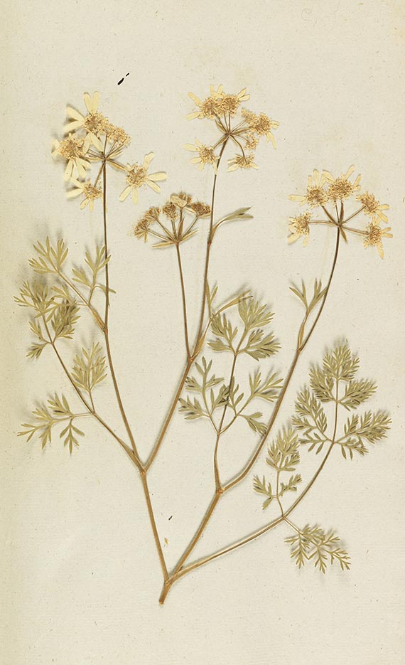 Gottfried Gärtner - Herbarium. 4 Kassetten - Altre immagini