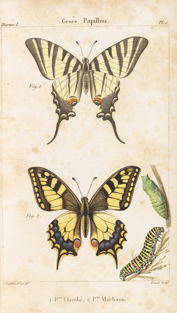Jean-Baptiste Godart - Histoire naturelle des lépidoptères ou papillons de France. 11 in 13 Bdn - Altre immagini