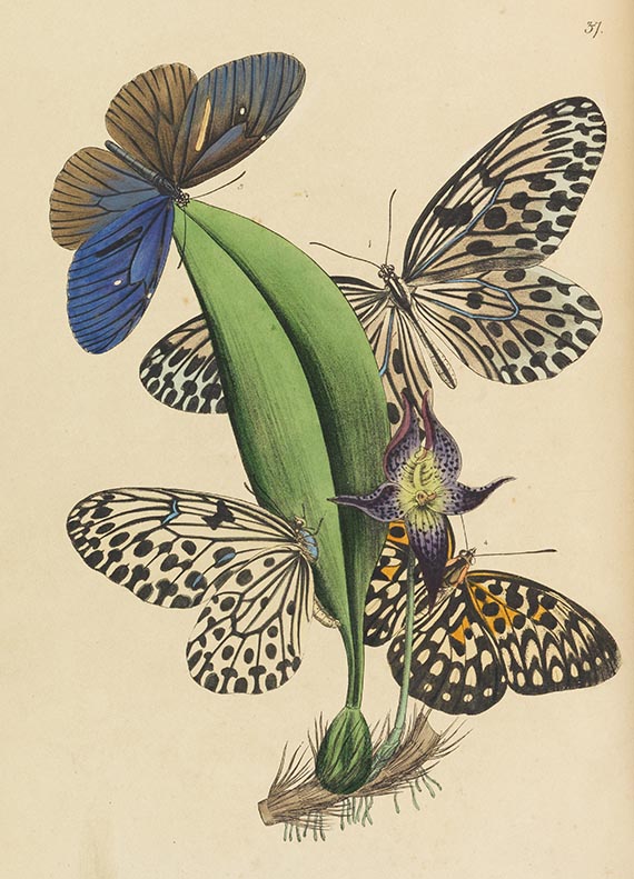John Obadjah Westwood - The Cabinet of Oriental Entomology - Altre immagini