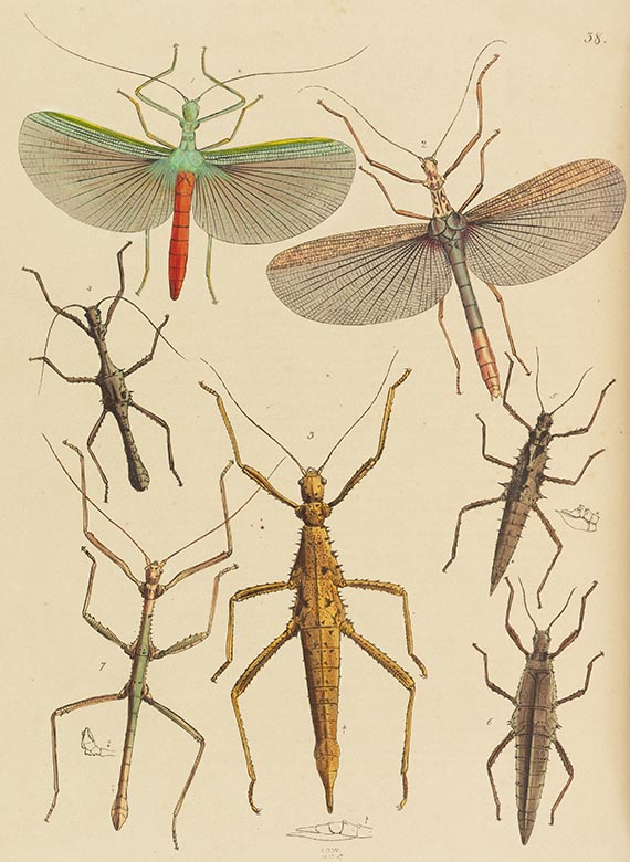 John Obadjah Westwood - The Cabinet of Oriental Entomology - Altre immagini