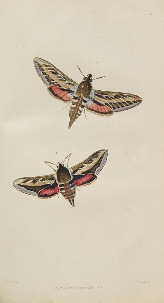 James Francis Stephens - Illustrations of British Entomology - Altre immagini