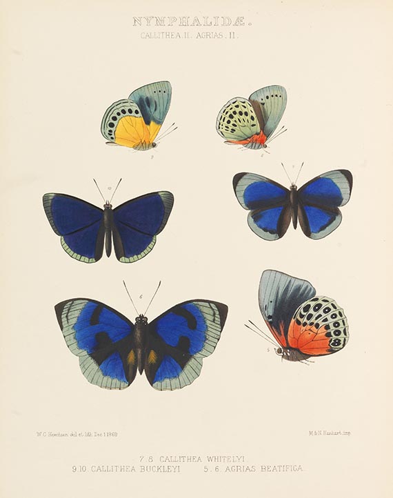William Chapman Hewitson - Illustrations of New Species of Exotic Butterflies. Bd. 3 + 4