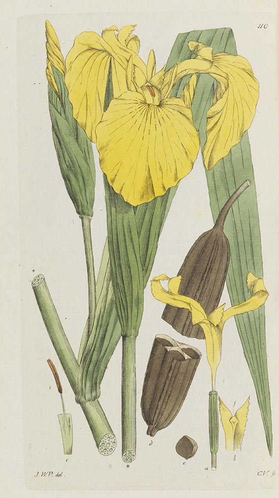 Johann Wilhelm Palmstruch - Svensk Botanik - Altre immagini
