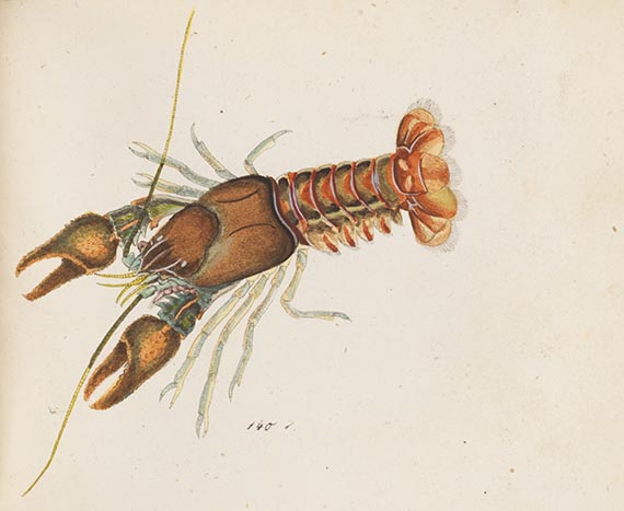 Georg Wolfgang Franz Panzer - Faunae insectorum Germanicae Initia. 190 Hefte und Index in 51 Bänden. - Altre immagini