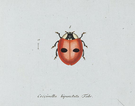 Georg Wolfgang Franz Panzer - Faunae insectorum Germanicae Initia. 190 Hefte und Index in 51 Bänden. - Altre immagini