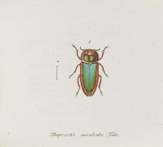 Georg Wolfgang Franz Panzer - Faunae insectorum Germanicae Initia. 190 Hefte und Index in 51 Bänden. - Altre immagini