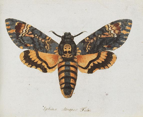 Georg Wolfgang Franz Panzer - Faunae insectorum Germanicae Initia. 190 Hefte und Index in 51 Bänden. - Altre immagini