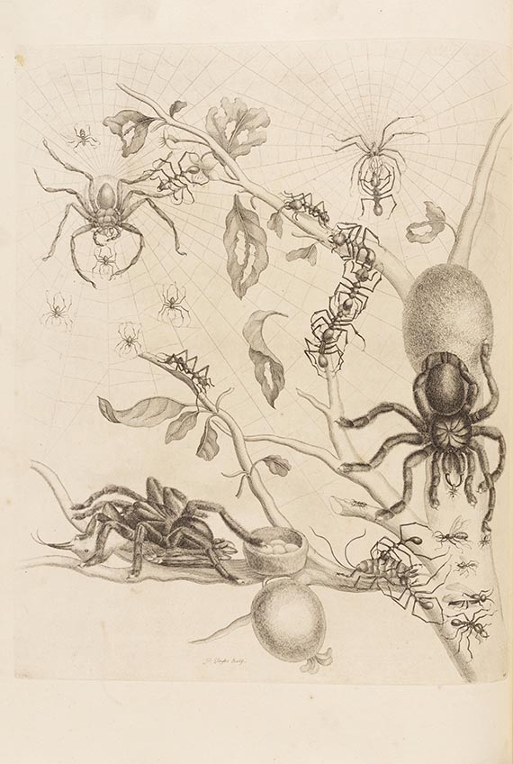 Maria Sibylla Merian - De Europische Insecten. Angebunden: Surinaamsche Insecten - Altre immagini