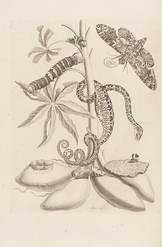 Maria Sibylla Merian - De Europische Insecten. Angebunden: Surinaamsche Insecten - Altre immagini