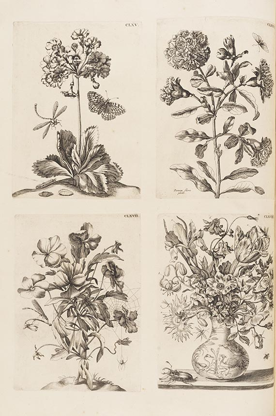 Maria Sibylla Merian - De Europische Insecten. Angebunden: Surinaamsche Insecten - Altre immagini