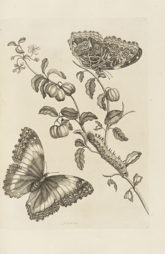 Maria Sibylla Merian - De Europische Insecten. Angebunden: Surinaamsche Insecten - Altre immagini