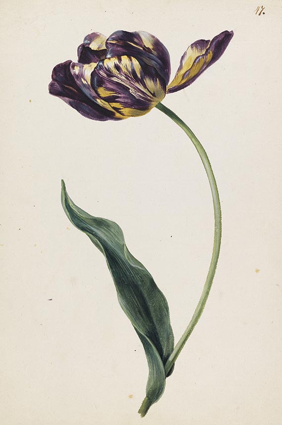 Franz Blaschek - 2 Blumenstudien: Tulpe und Zaunwinde - Altre immagini