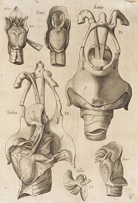 Girolamo Fabrici d’Acquapendente - De visione, voce, auditu - Altre immagini