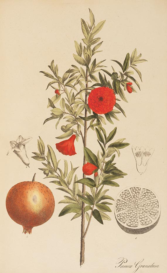 Theodor Friedrich Ludwig Nees von Esenbeck - Plantae officinalis