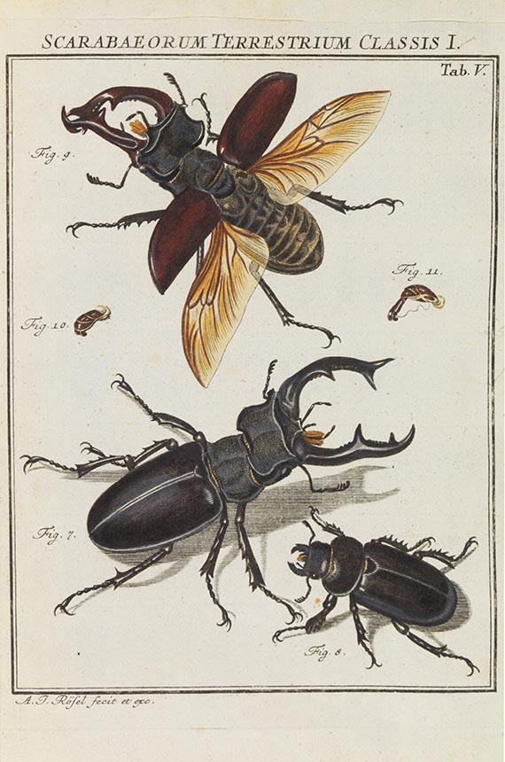 August Johann Rösel von Rosenhof - Der monatlich-herausgegebenen Insecten-Belustigung - Altre immagini
