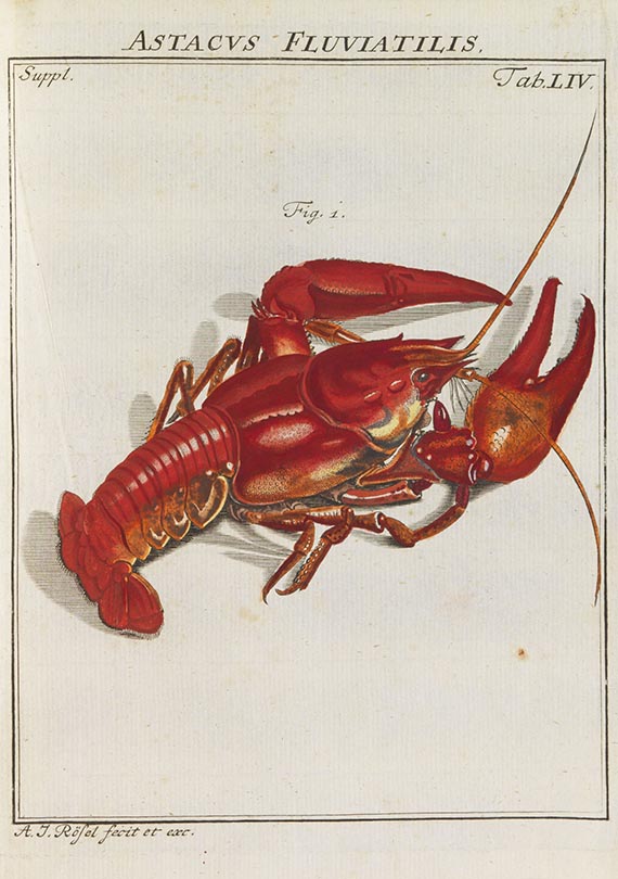 August Johann Rösel von Rosenhof - Der monatlich-herausgegebenen Insecten-Belustigung - Altre immagini