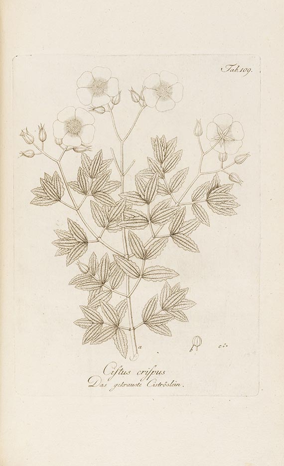 Franz Johann Schultz - Abbildung der inn- und ausländischen Bäume, Stauden und Sträuche
