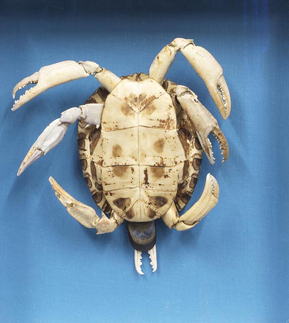 Athena Vida - Testuda Crustacea